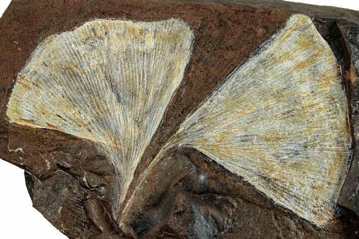 Two Fossil Ginkgo Leaves From North Dakota - Paleocene #263004